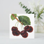 ヴィンテージ果物食品、木から熟したさくらんぼ (スタンド正面)