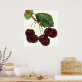 ヴィンテージ果物食品、木から熟したさくらんぼ ポスター (キッチン)