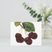 ヴィンテージ果物食品、木から熟したさくらんぼ ポストカード