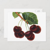 ヴィンテージ果物食品、木から熟したさくらんぼ ポストカード
