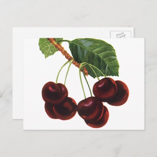 ヴィンテージ果物食品、木から熟したさくらんぼ ポストカード (正面/裏面)