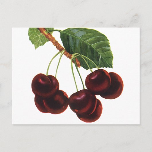 ヴィンテージ果物食品、木から熟したさくらんぼ ポストカード