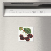 ヴィンテージ果物食品、木から熟したさくらんぼ マグネット (インサイチュ (食洗機))