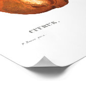 ヴィンテージ柑橘系ポスター ポスター (角)