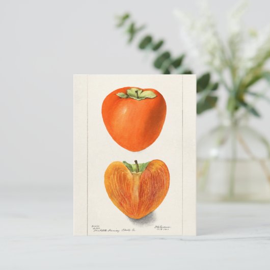 ヴィンテージ柿フルーツウォーター絵画カラー ポストカード (スタンド正面)