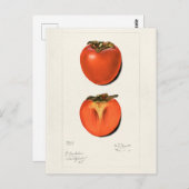 ヴィンテージ柿果絵画実水色 ポストカード (正面/裏面)