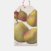 ヴィンテージ梨図解入りの、写真付きの5 ギフトタグ (正面)