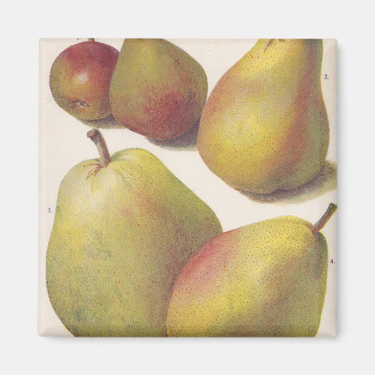 ヴィンテージ梨図解入りの、写真付きの5 マグネット (正面)