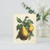 ヴィンテージ梨葉書 ポストカード (スタンド正面)