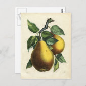 ヴィンテージ梨葉書 ポストカード (正面/裏面)