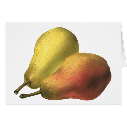 ヴィンテージ梨、オーガニック食品、熟した果実 (正面横)