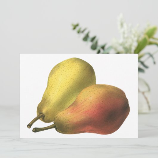 ヴィンテージ梨、オーガニック食品、熟した果実 (スタンド正面)