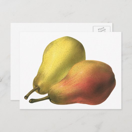 ヴィンテージ梨、オーガニック食品、熟した果実 ポストカード (正面/裏面)