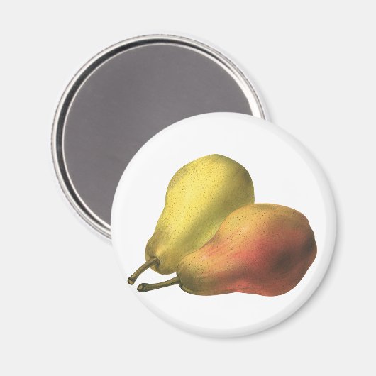 ヴィンテージ梨、オーガニック食品、熟した果実 マグネット (正面/裏面)
