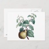 ヴィンテージ梨 ポストカード (正面/裏面)