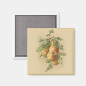 ヴィンテージ梨 マグネット (正面/裏面)