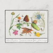 ヴィンテージ植物の絵はがき(蝶とサニ) ポストカード (正面)