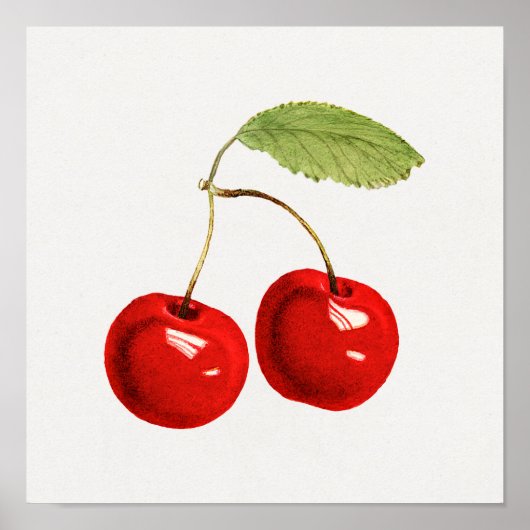 ヴィンテージ植物イラストレーションポスター ポスター (正面)