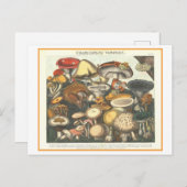 ヴィンテージ植物イラストレーション毒キノコ ポストカード (正面/裏面)