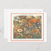 ヴィンテージ植物イラストレーション毒キノコ ポストカード (正面/裏面)