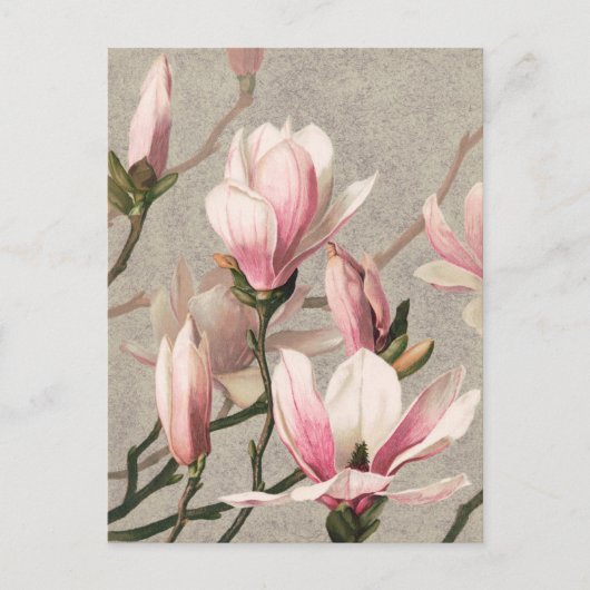 ヴィンテージ植物イラストレーション葉書 ポストカード (正面)