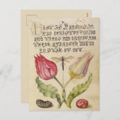 ヴィンテージ植物イラストレーション シーズンポストカード (正面/裏面)