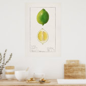 ヴィンテージ植物イラストレーション ポスター (キッチン)