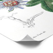 ヴィンテージ植物イラストレーション ポスター (角)