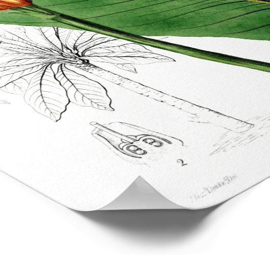 ヴィンテージ植物イラストレーション ポスター (角)