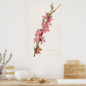 ヴィンテージ植物イラストレーション ポスター (キッチン)