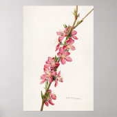 ヴィンテージ植物イラストレーション ポスター (正面)