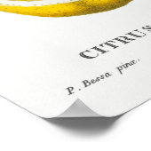 ヴィンテージ植物イラストレーション ポスター (角)