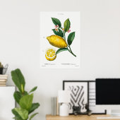 ヴィンテージ植物イラストレーション ポスター (ホームオフィス)