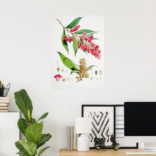 ヴィンテージ植物イラストレーション ポスター (ホームオフィス)