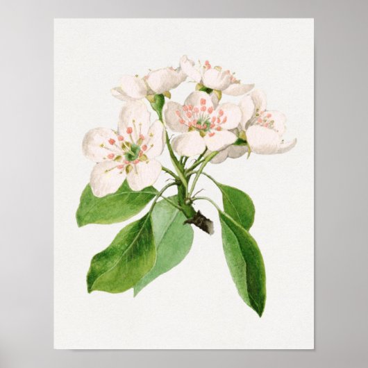 ヴィンテージ植物イラストレーション ポスター (正面)