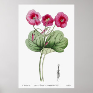 ヴィンテージ植物イラストレーション ポスター