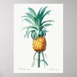 ヴィンテージ植物イラストレーション ポスター