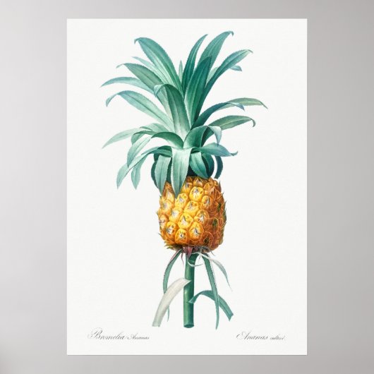 ヴィンテージ植物イラストレーション ポスター (正面)
