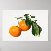 ヴィンテージ植物イラストレーション ポスター (正面)