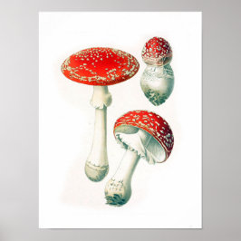 ヴィンテージ植物イラストレーション ポスター