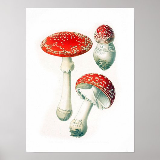 ヴィンテージ植物イラストレーション ポスター (正面)