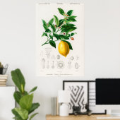 ヴィンテージ植物イラストレーション ポスター (ホームオフィス)