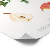 ヴィンテージ植物イラストレーション ポスター (角)