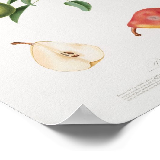 ヴィンテージ植物イラストレーション ポスター (角)