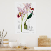 ヴィンテージ植物イラストレーション ポスター (キッチン)