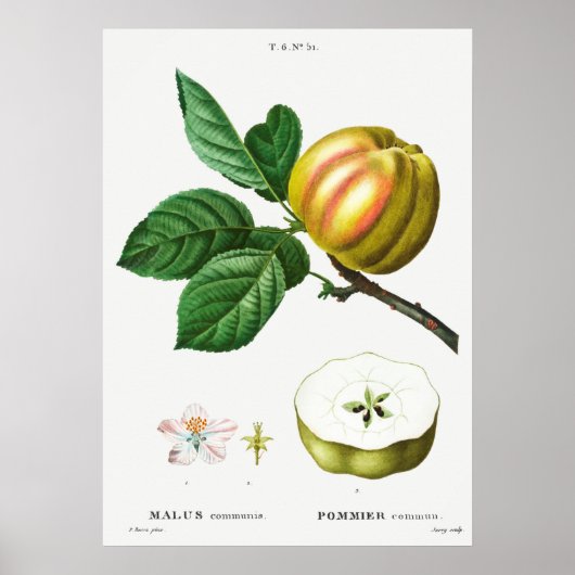 ヴィンテージ植物イラストレーション ポスター (正面)