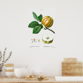 ヴィンテージ植物イラストレーション ポスター (キッチン)