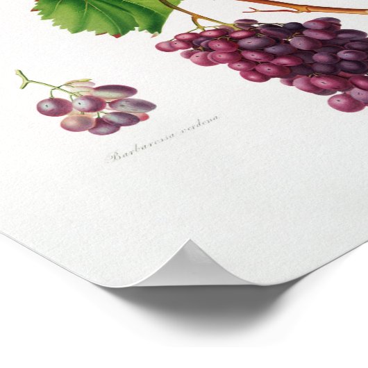 ヴィンテージ植物イラストレーション ポスター (角)