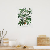 ヴィンテージ植物イラストレーション ポスター (キッチン)