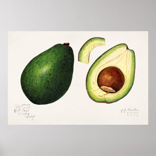 ヴィンテージ植物イラストレーション ポスター (正面)